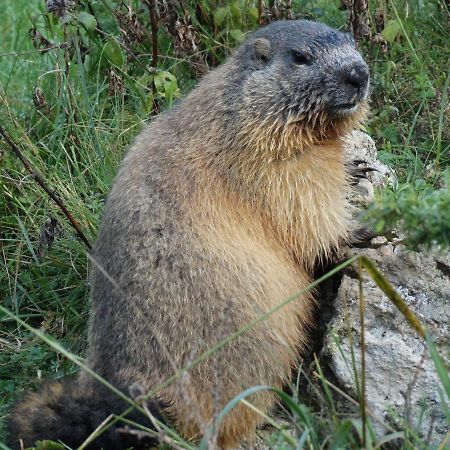 La P'Tite Marmotte Lägenhet Gavarnie Exteriör bild