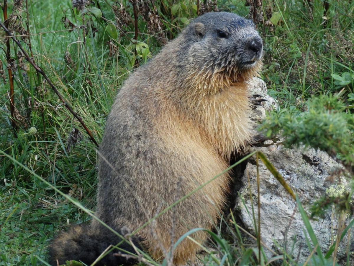 La P'Tite Marmotte Lägenhet Gavarnie Exteriör bild